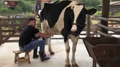 Lucas Souza tirando leite de vaca em A Fazenda 2023 