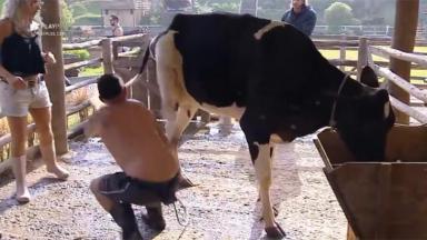 Rafael Ilha leva coice da vaca 