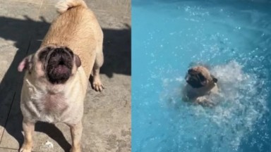 Cachorrinha na piscina 