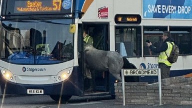 Cavalo tentando entrar num ônibus 