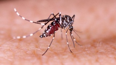 Mosquito da dengue em foto 