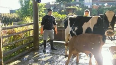 Deolane Bezerra cuidando de vaca 
