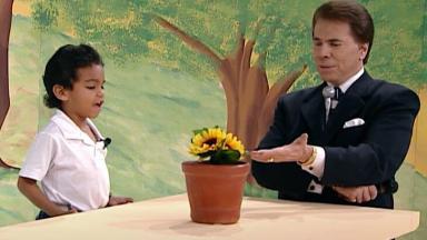 Menino conversa com flor artificial, sob a orientação de Silvio Santos, que aponta para o objeto sobre a mesa 