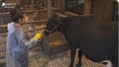 Na área dos bichos, Raissa tenta cuidar de vaca em A Fazenda 2020 