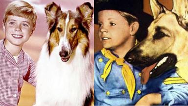 Lassie (à esquerda) e As Aventuras de Rin Tin Tin (à direita) em foto montagem 