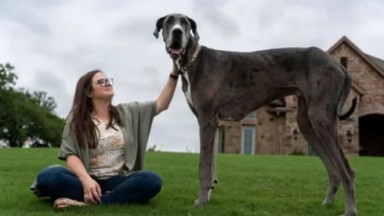 Zeus, o cão mais alto do mundo 