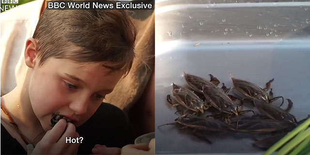 Angelina Jolie cozinha e come aranha e escorpião durante viagem; assista