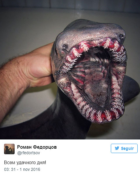 Pescador registra imagens de animais assustadores do fundo do Oceano