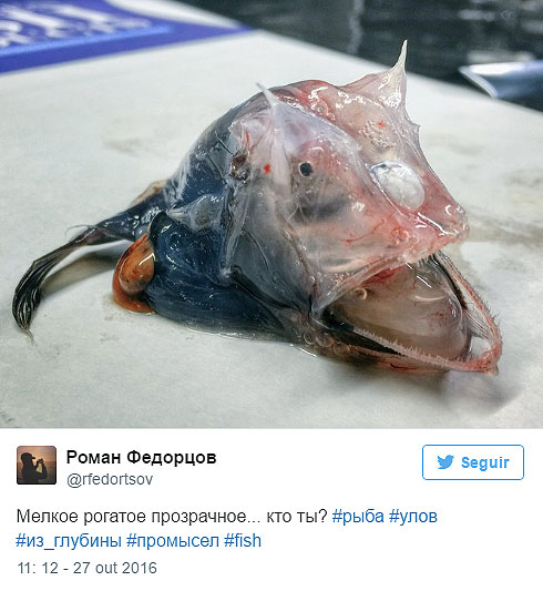Pescador registra imagens de animais assustadores do fundo do Oceano