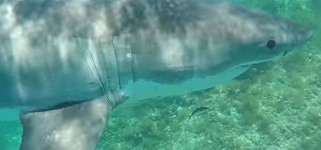Mergulhador fica cara a cara com um enorme tubarão branco; assista