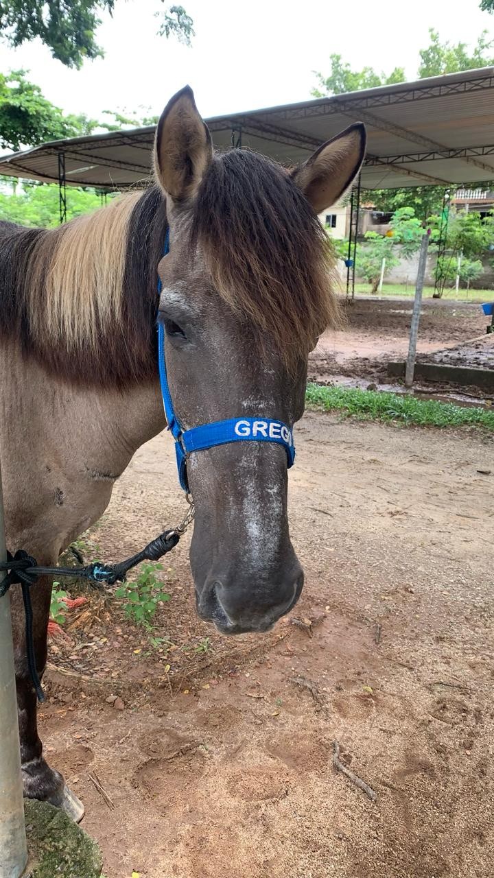 Grego: O cavalo que ajuda a salvar vidas no Rio