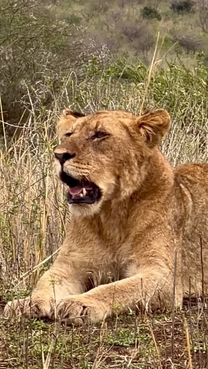 Leão, rinoceronte e girafa: as incríveis fotos do safari de Juliana Paes