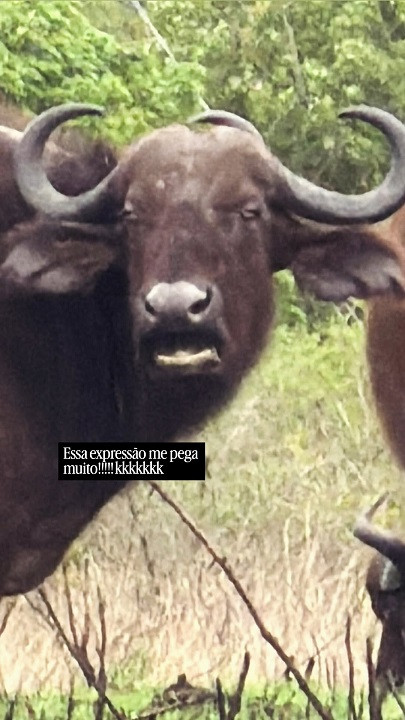 Leão, rinoceronte e girafa: as incríveis fotos do safari de Juliana Paes