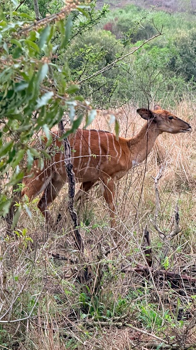 Leão, rinoceronte e girafa: as incríveis fotos do safari de Juliana Paes