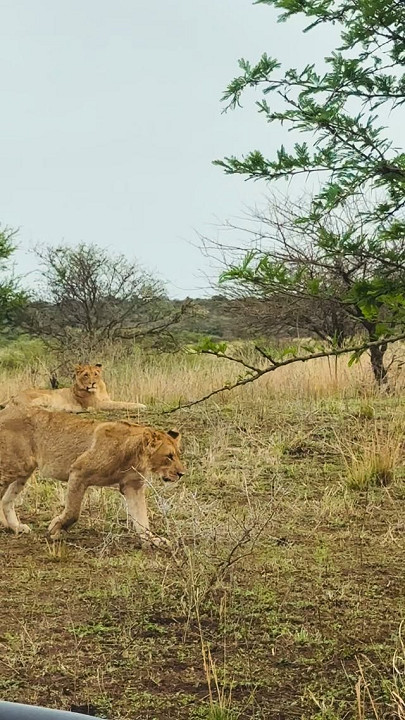 Leão, rinoceronte e girafa: as incríveis fotos do safari de Juliana Paes