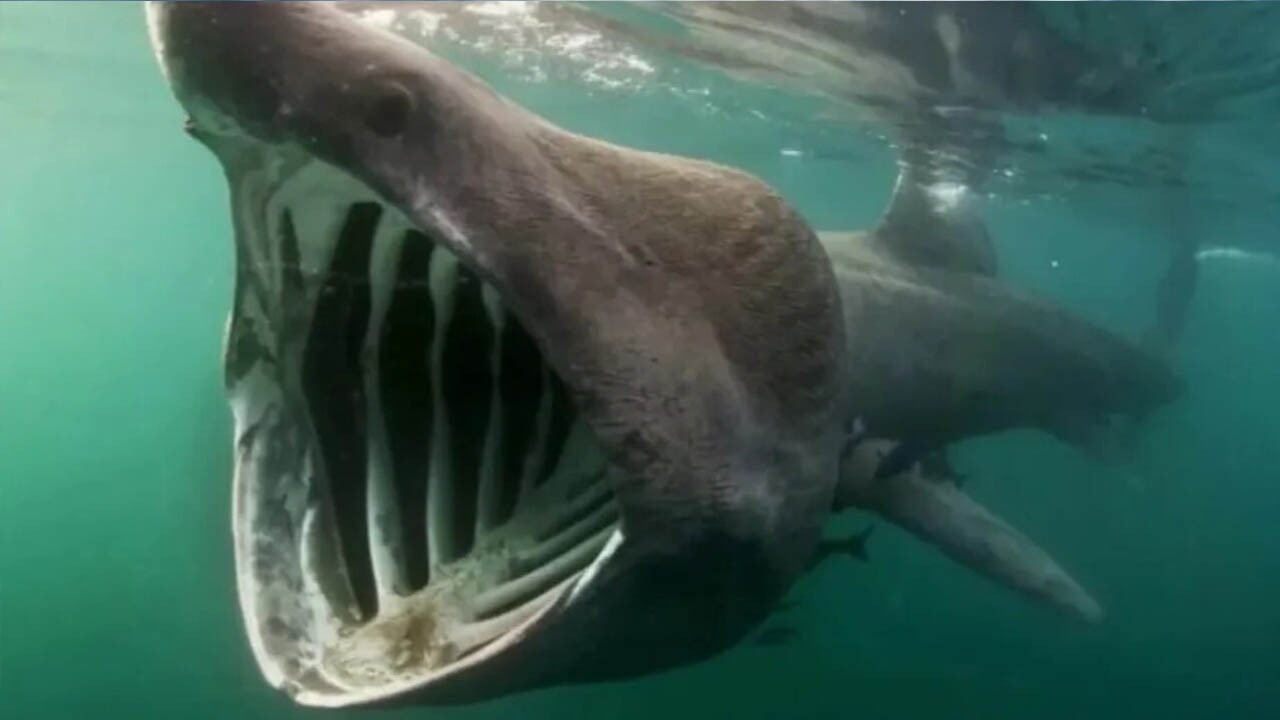 Tubarão-elefante, 2º maior do mundo, é fotografado em Portugal; veja imagem