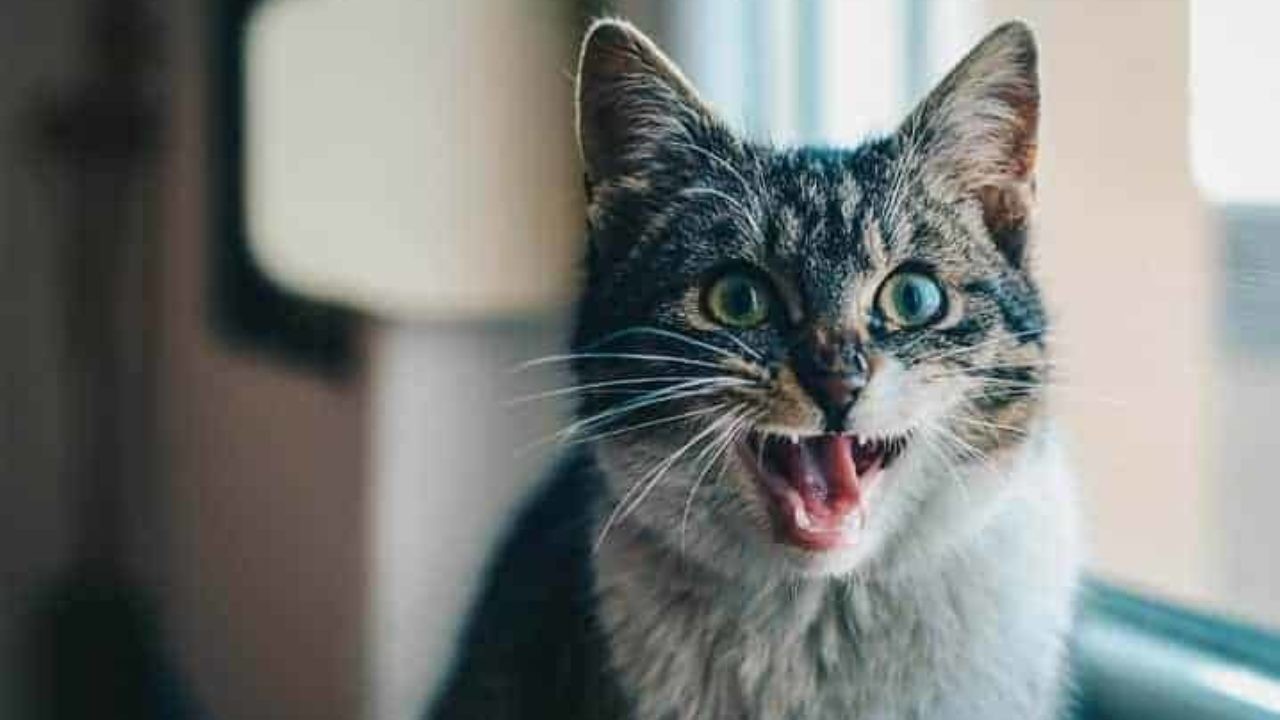 Discover a cat-borne disease that is out of control