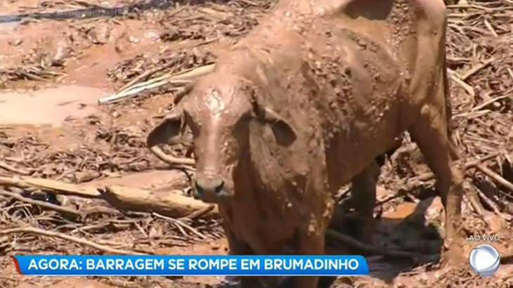Vaca coberta pela lama em Brumadinho