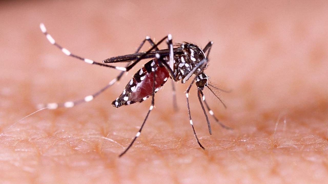 Mosquito da dengue em foto