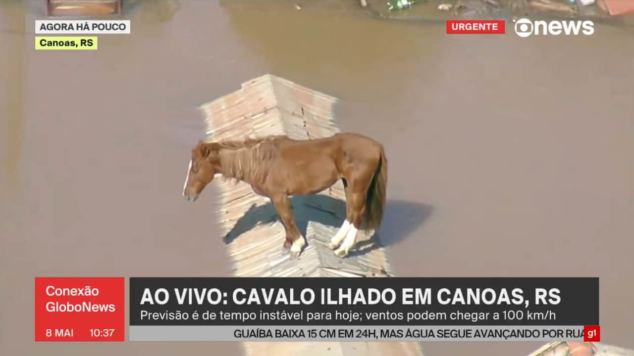 GloboNews exibe cavalho ilhado em inundação em Canoas, no Rio Grande do Sul