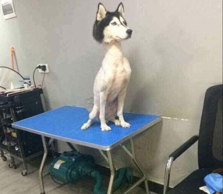 Foto de cachorro Husky Siberiano com os pelos raspados choca e intriga internautas
