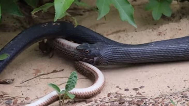Cobra gigante \"vomita\" outra serpente viva em vídeo impressionante