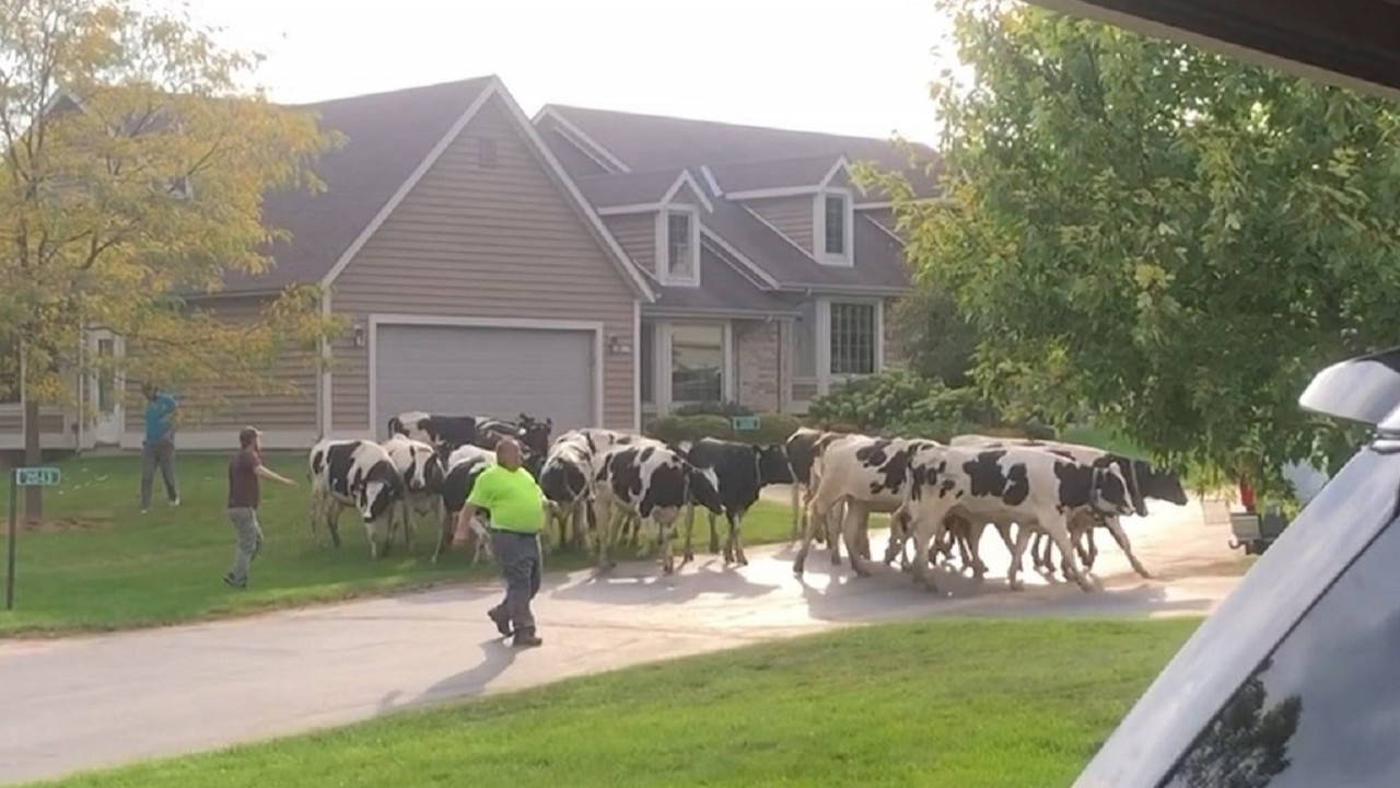 Vacas na cidade